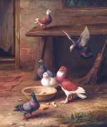 unknow artist Pigeons 064 Germany oil painting artist